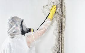 Best Mold Odor Removal Services  in Camp Wood, TX